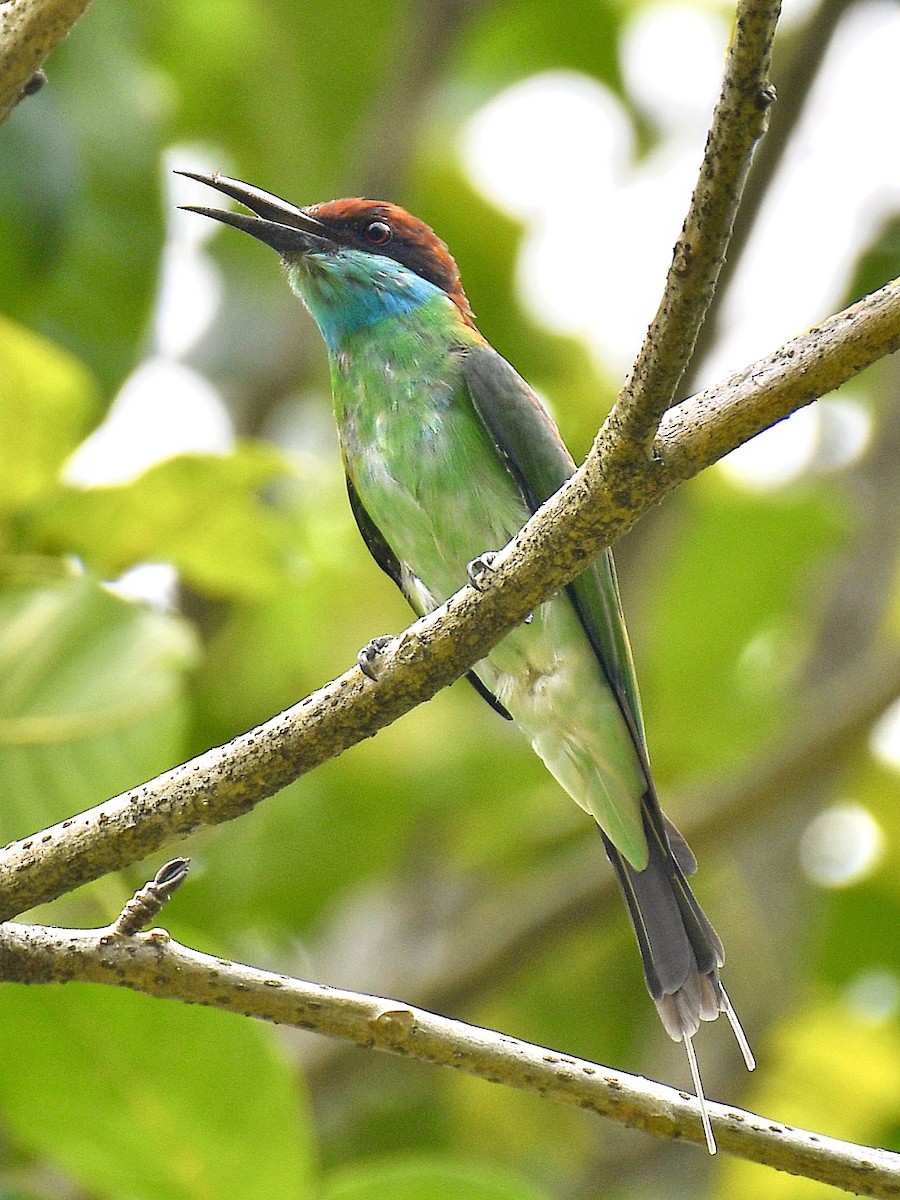 Blue-throated Bee-eater - ML645107906
