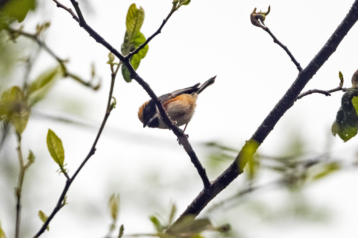 Black-throated Tit (Black-throated) - ML645107920