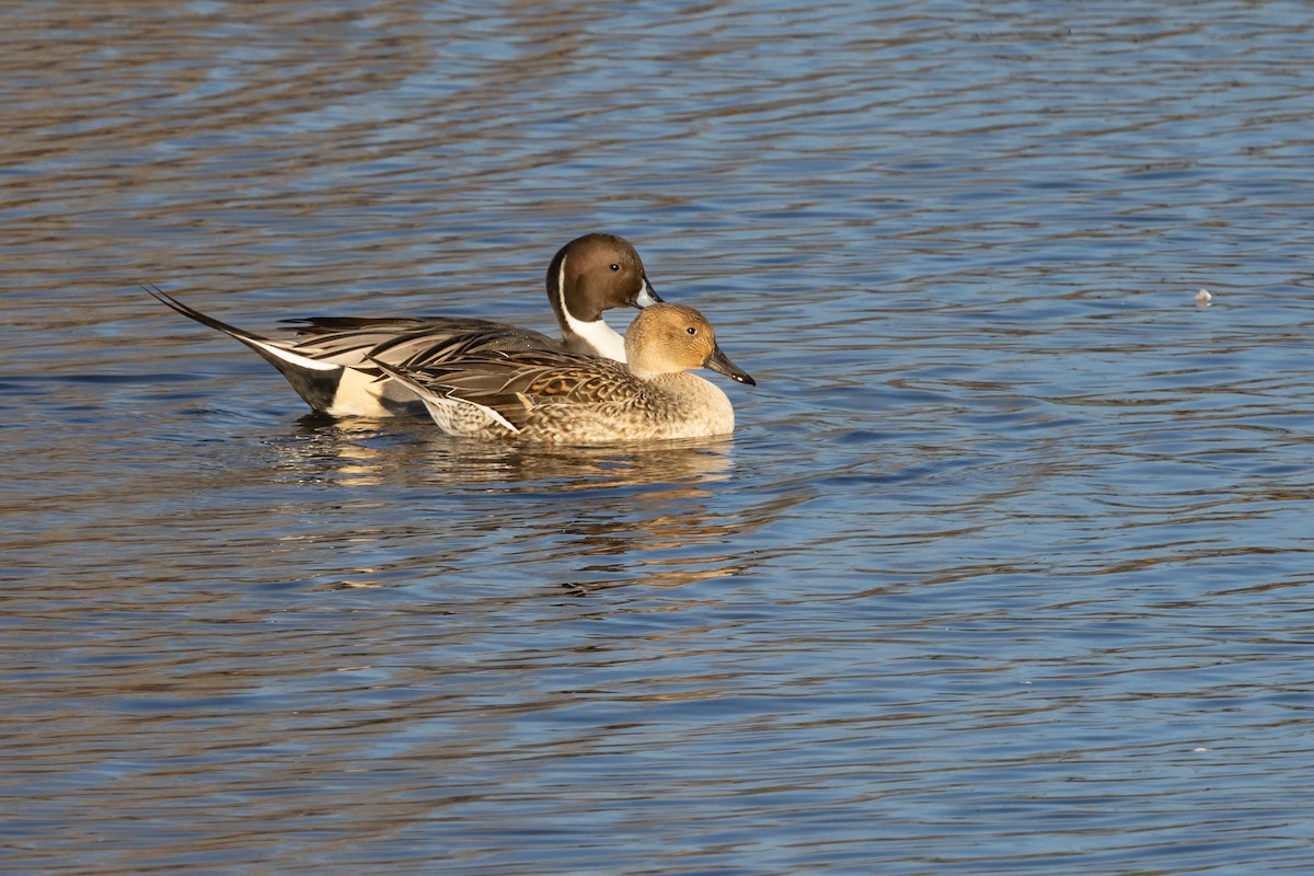 Northern Pintail - ML645107936