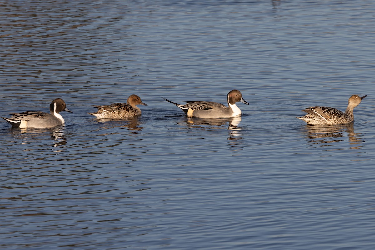 Northern Pintail - ML645107937