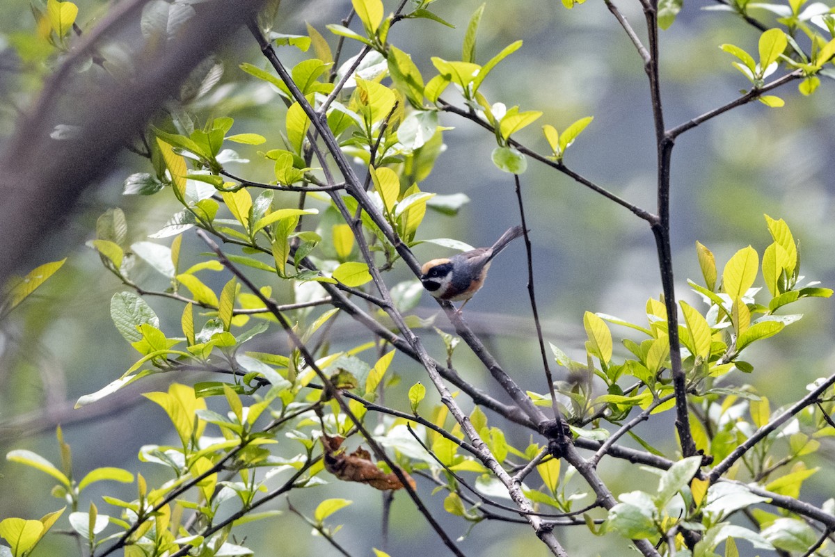 Black-throated Tit (Black-throated) - ML645107938