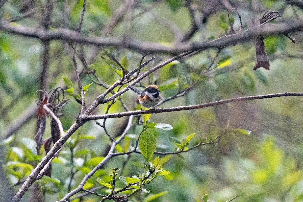 Black-throated Tit (Black-throated) - ML645107939