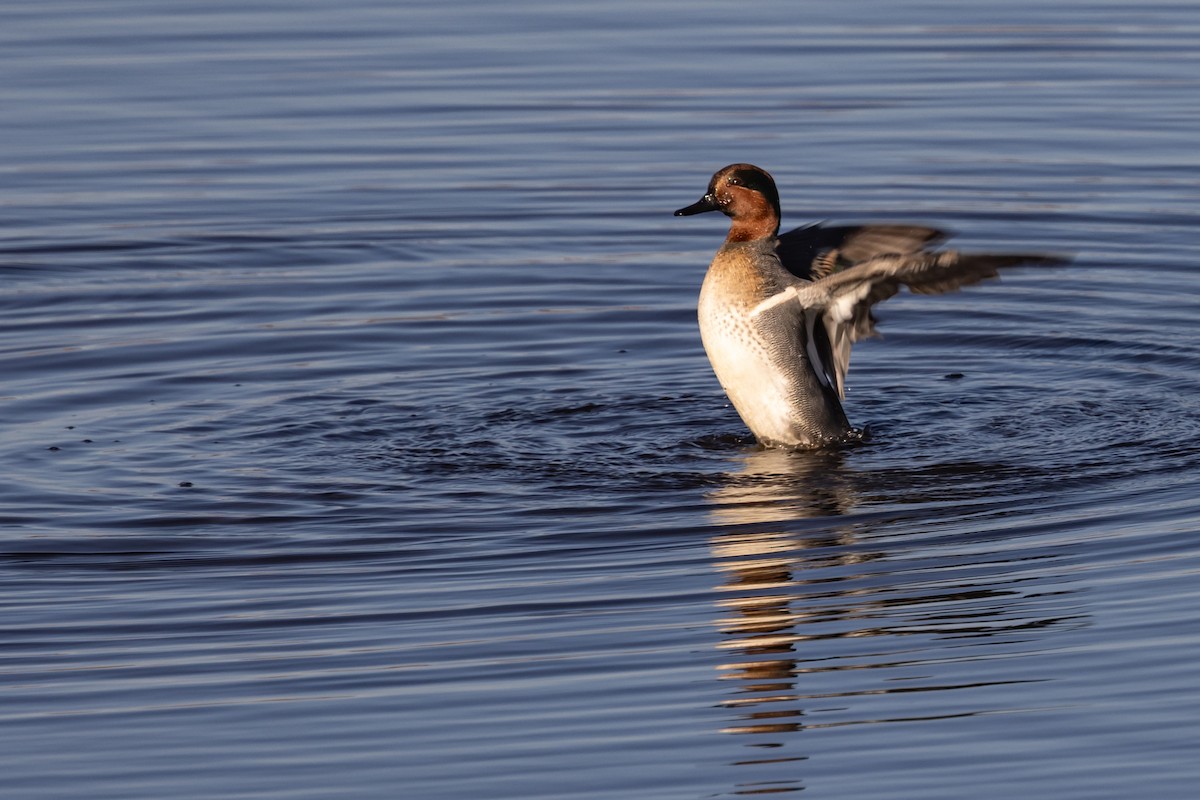Green-winged Teal - ML645107946