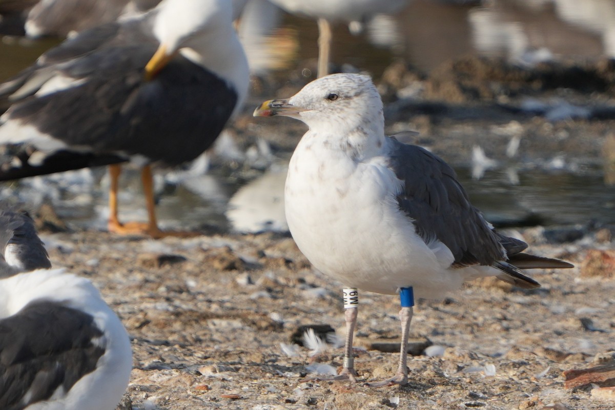 ニシセグロカモメ - ML645107949