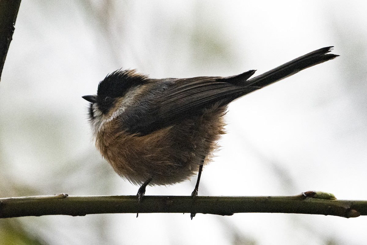 ruststjertmeis (bonvaloti/obscuratus) (skjeggstjertmeis) - ML645107952