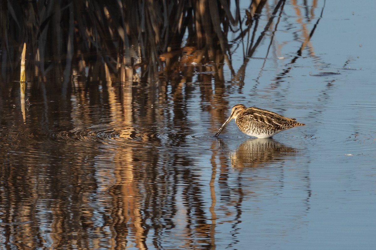 Wilson's Snipe - ML645107958
