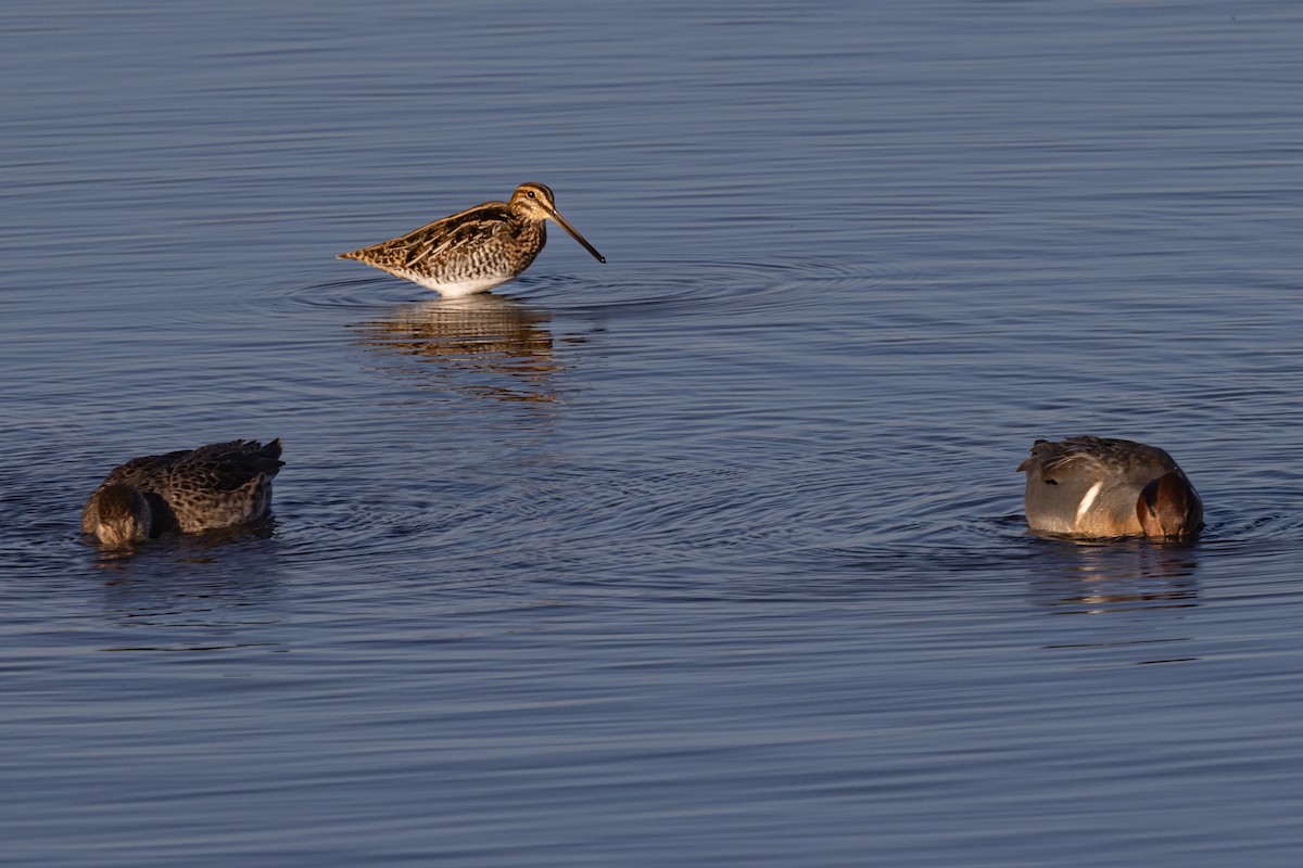 Wilson's Snipe - ML645107959