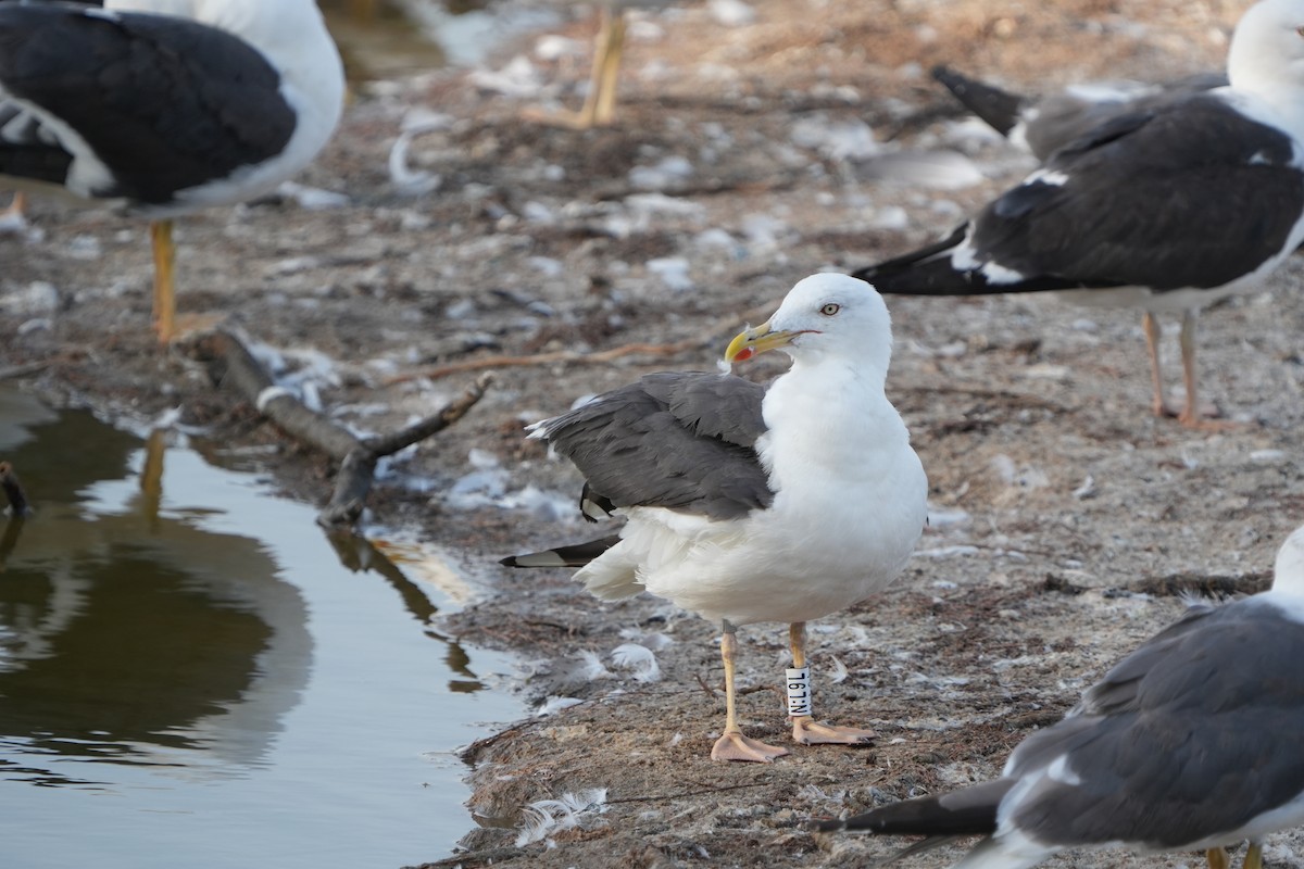 ニシセグロカモメ - ML645107960