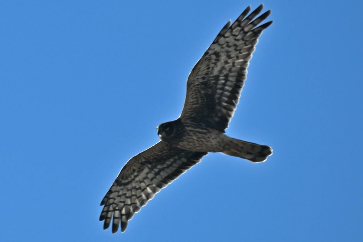 moták severoamerický - ML645107963