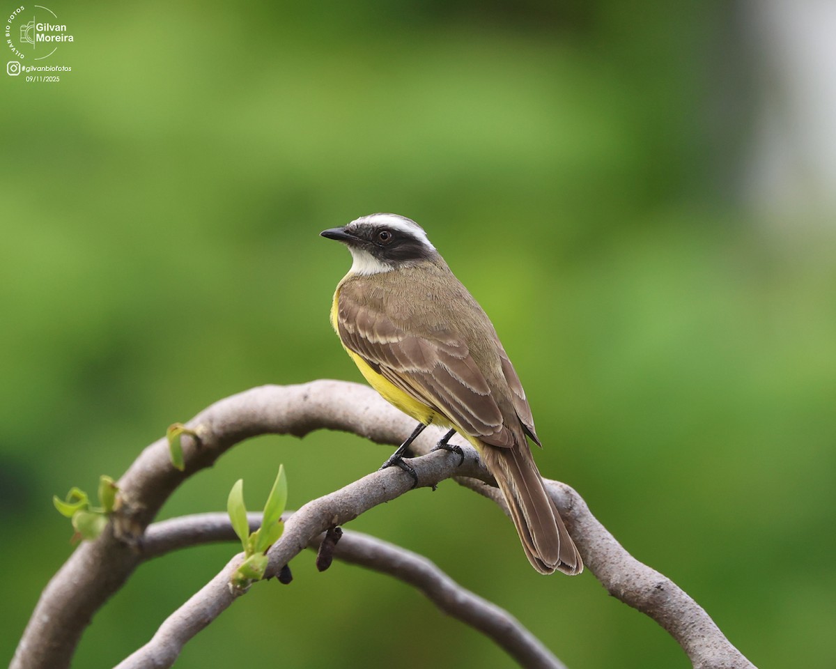 Sosyal Tiran - ML645107964