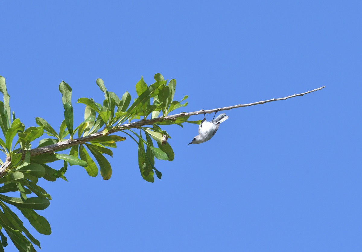 Комароловка сиза - ML645107967