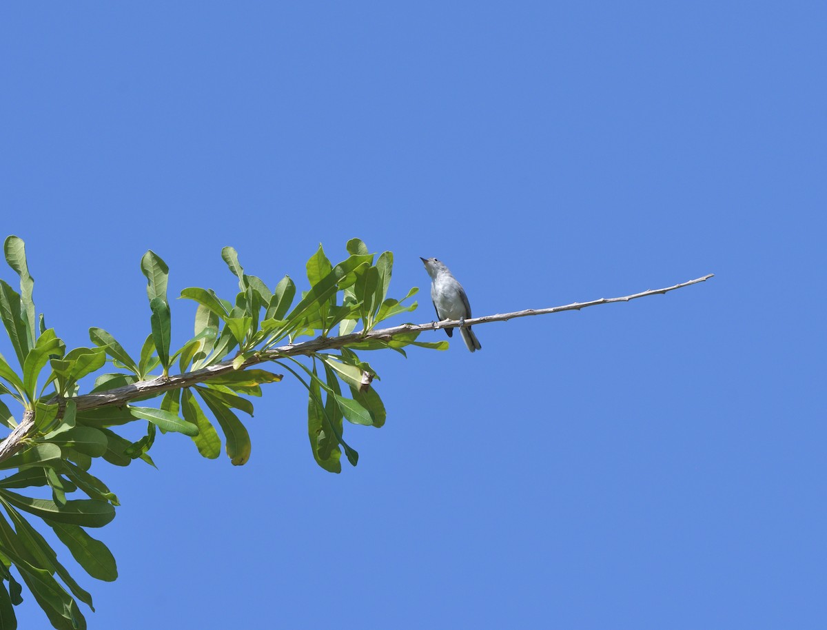 Комароловка сиза - ML645107968