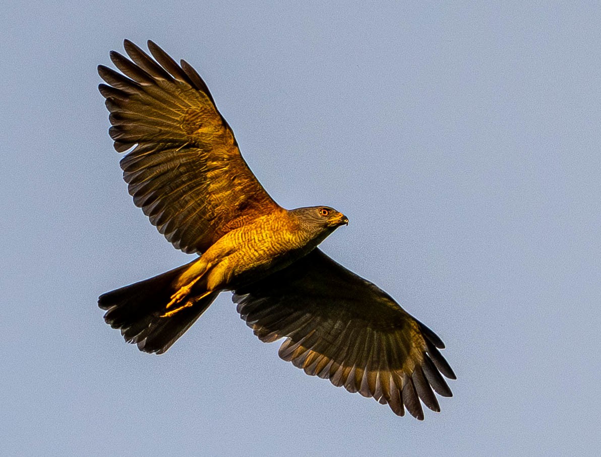 Variable Goshawk - ML645107982