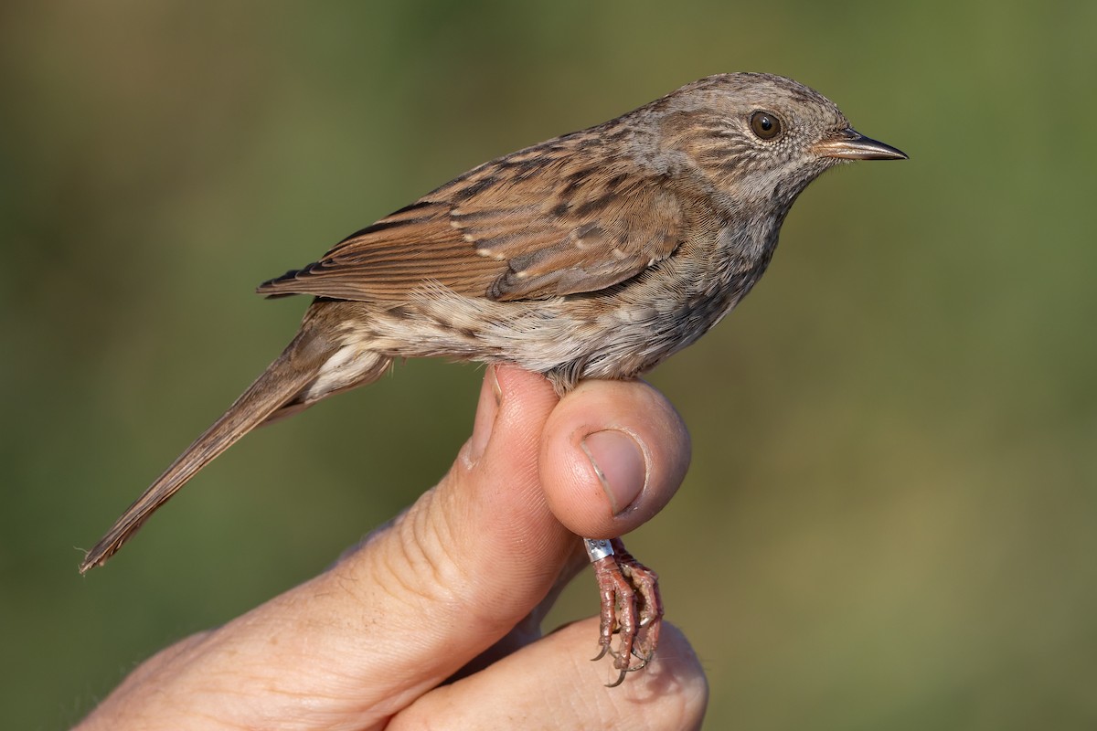 Accenteur mouchet - ML645107994