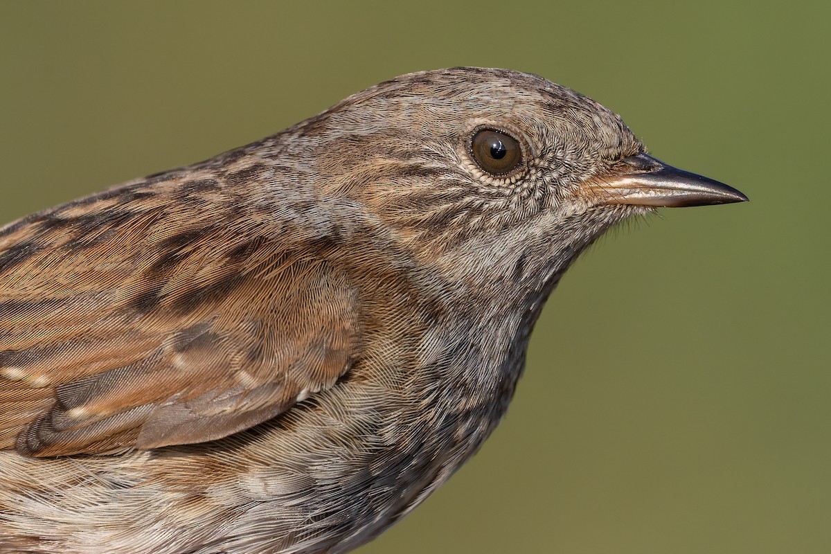 Accenteur mouchet - ML645107995