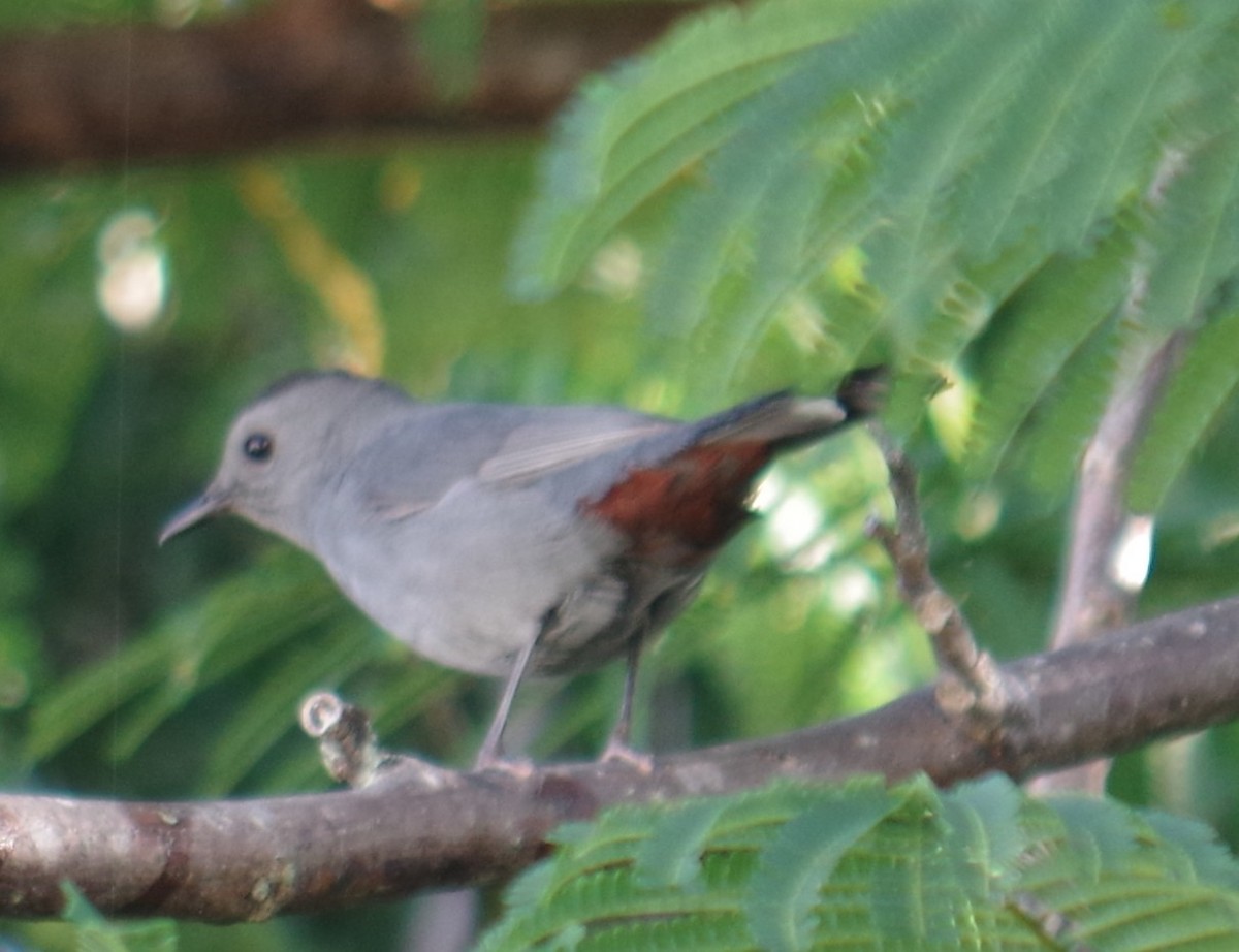 Gray Catbird - ML645107996