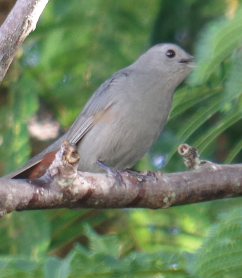 Gray Catbird - ML645107997