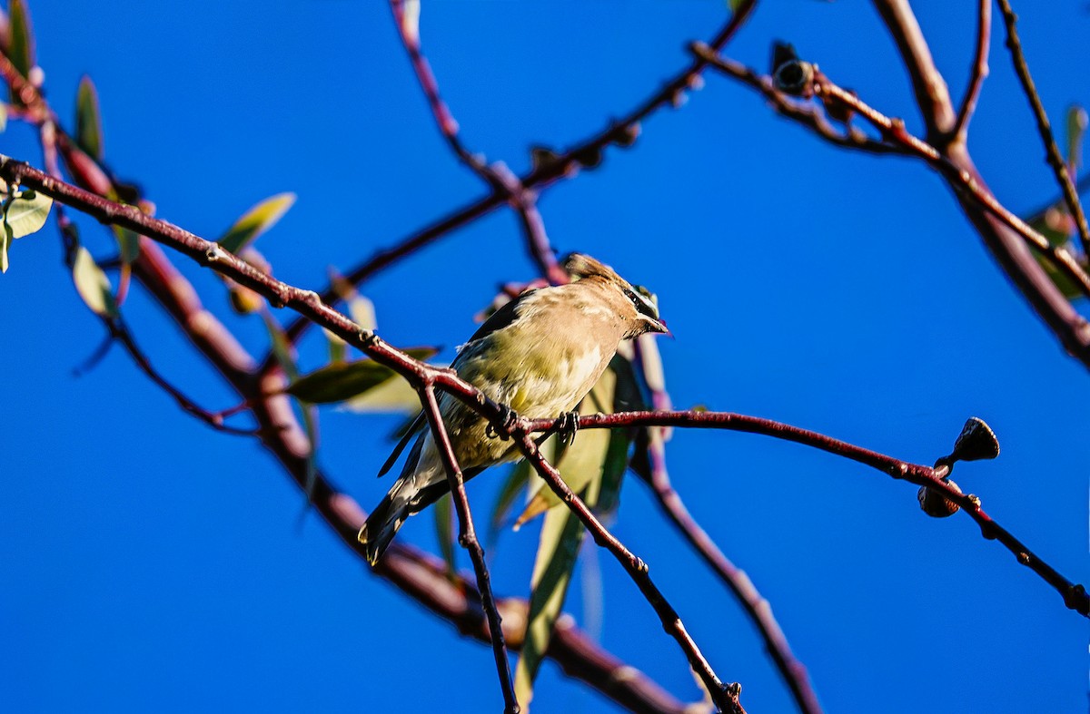 Sedir İpekkuyruğu - ML645108004