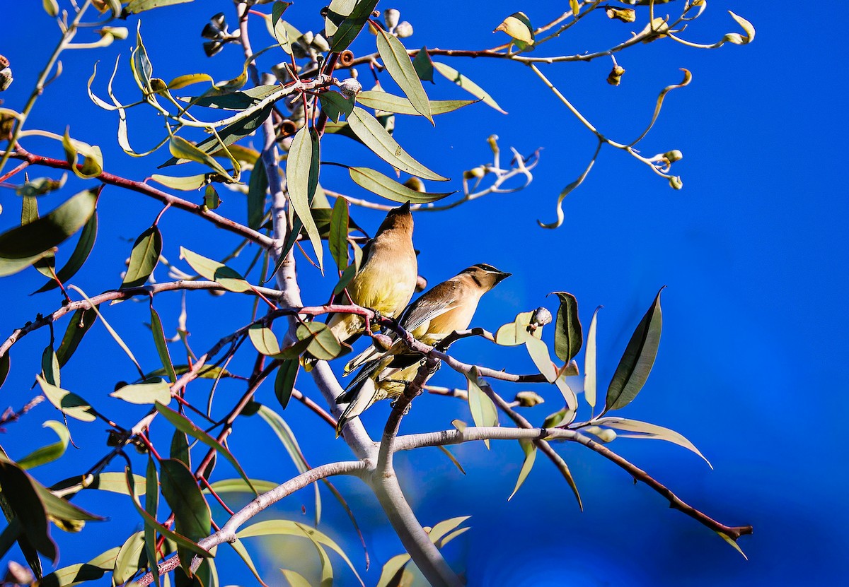 Sedir İpekkuyruğu - ML645108005