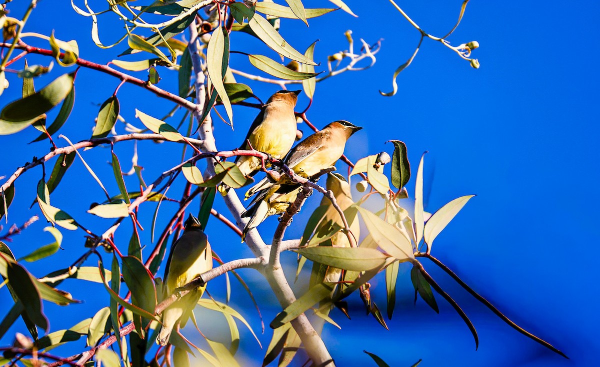 Sedir İpekkuyruğu - ML645108006
