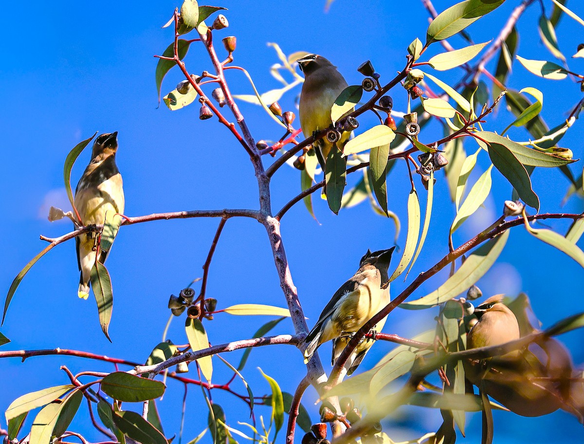 Sedir İpekkuyruğu - ML645108007