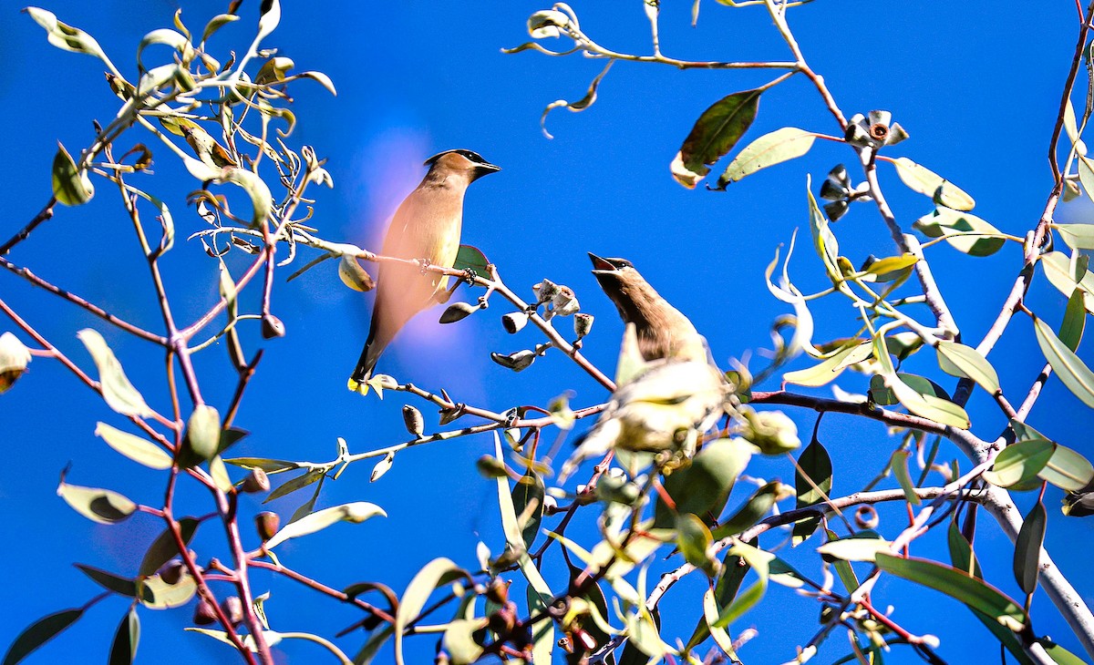 Sedir İpekkuyruğu - ML645108008