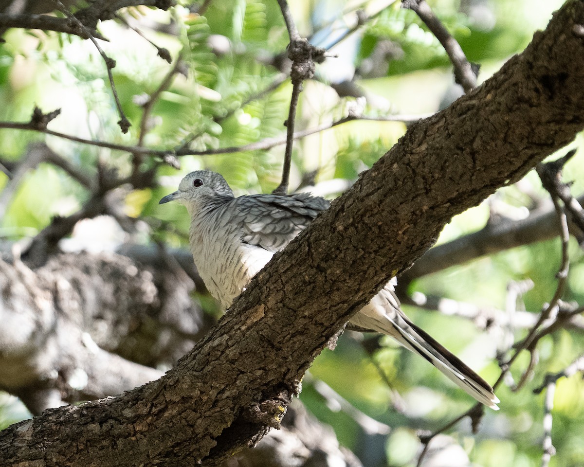 Inca Dove - ML645108017