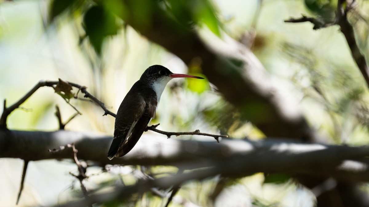 Violet-crowned Hummingbird - ML645108025