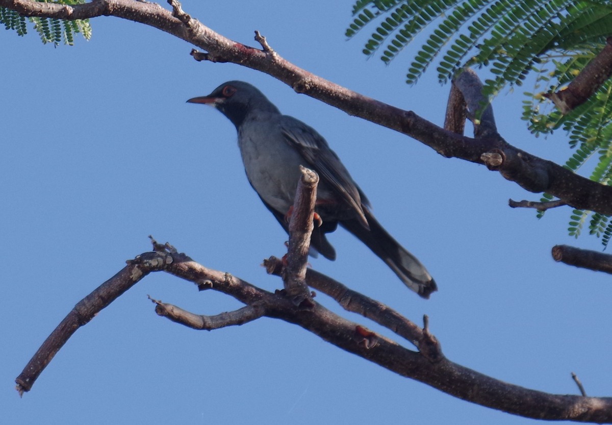 Western Red-legged Thrush - ML645108032