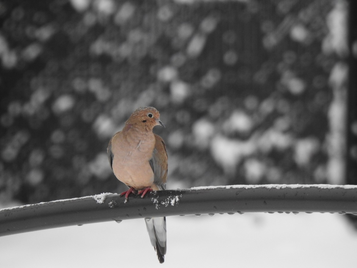 Mourning Dove - ML645108033