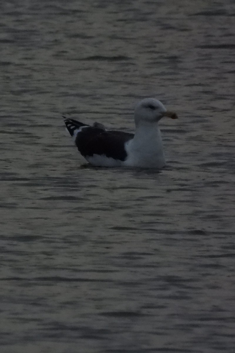 Büyük Kara Sırtlı Martı - ML645108037