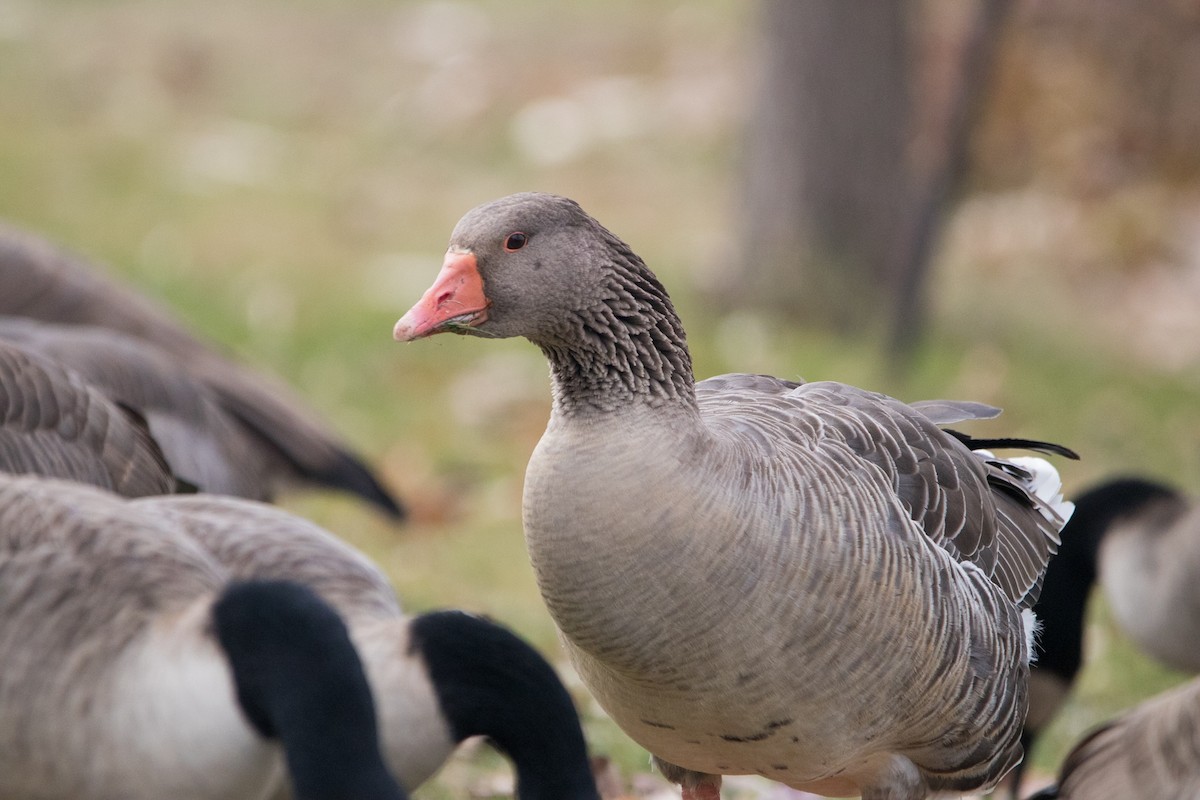 Серый гусь (Одомашненного типа) - ML645108056