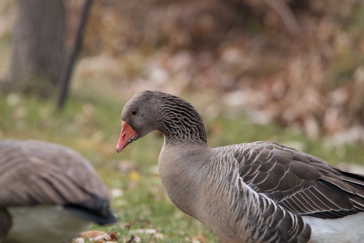 Серый гусь (Одомашненного типа) - ML645108058