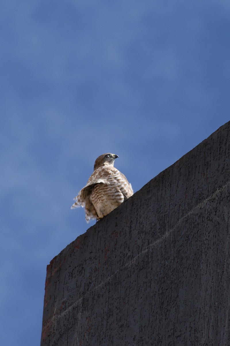 káně širokokřídlá - ML645108059