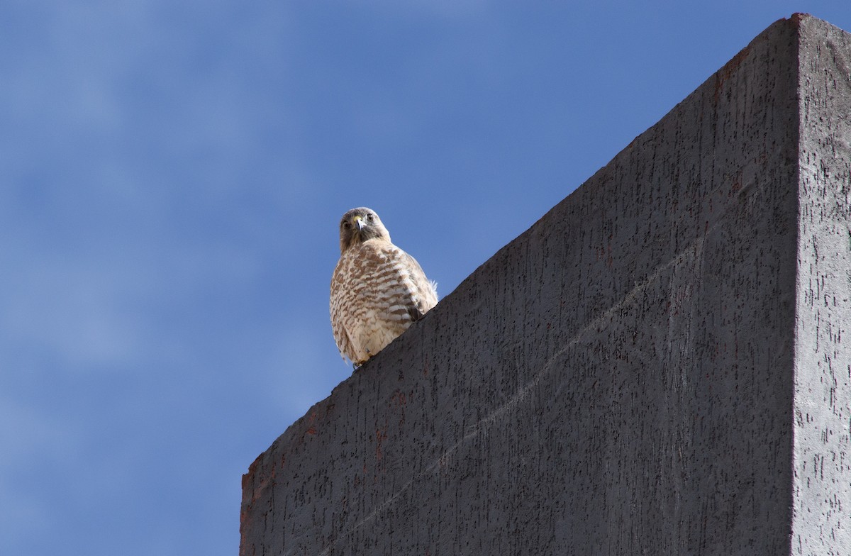 káně širokokřídlá - ML645108060