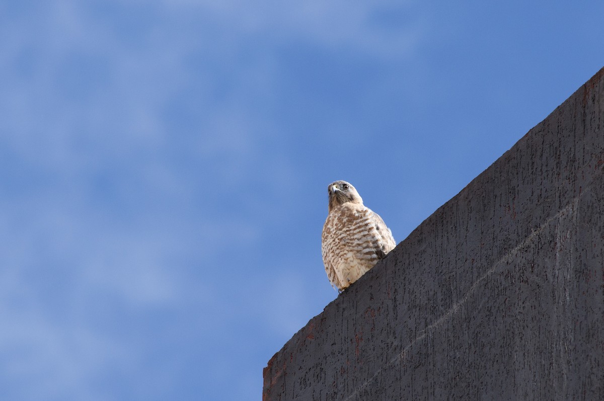 káně širokokřídlá - ML645108061