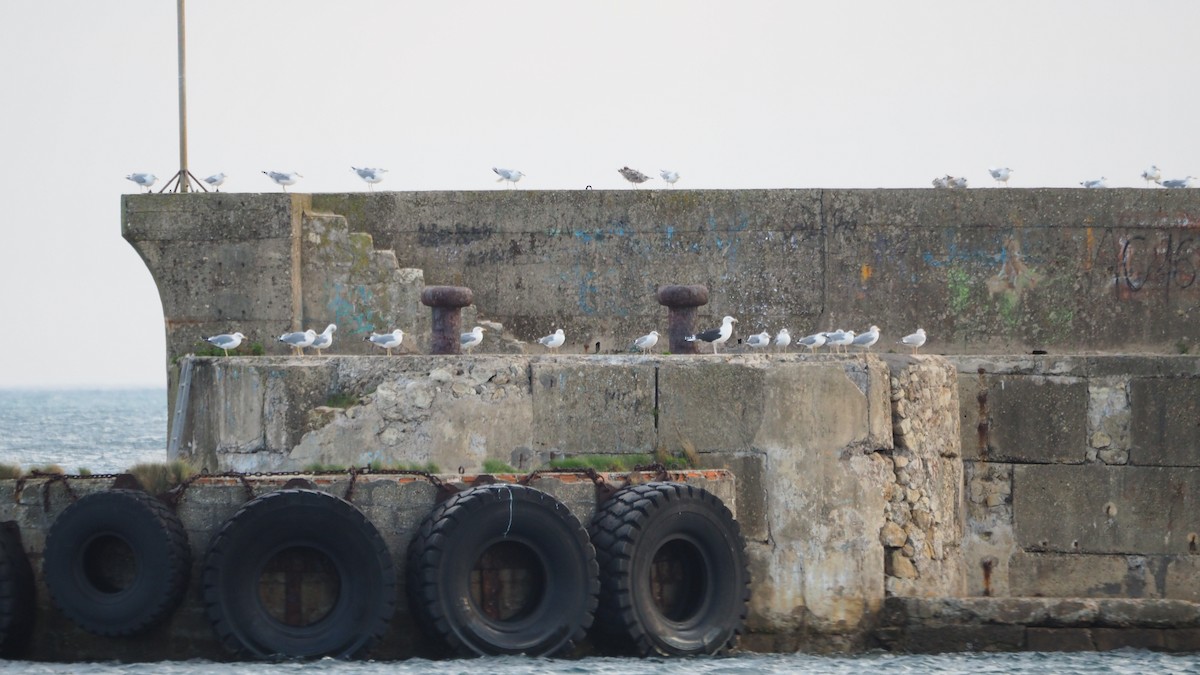 Büyük Kara Sırtlı Martı - ML645108082