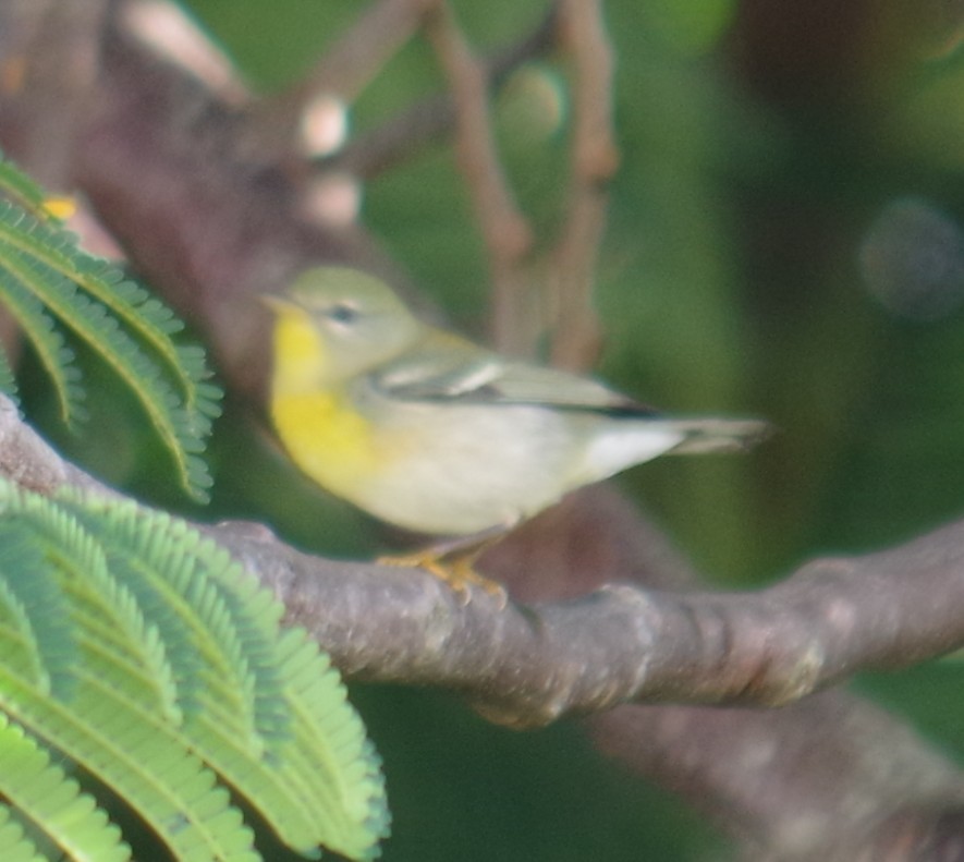 stryparula - ML645108083