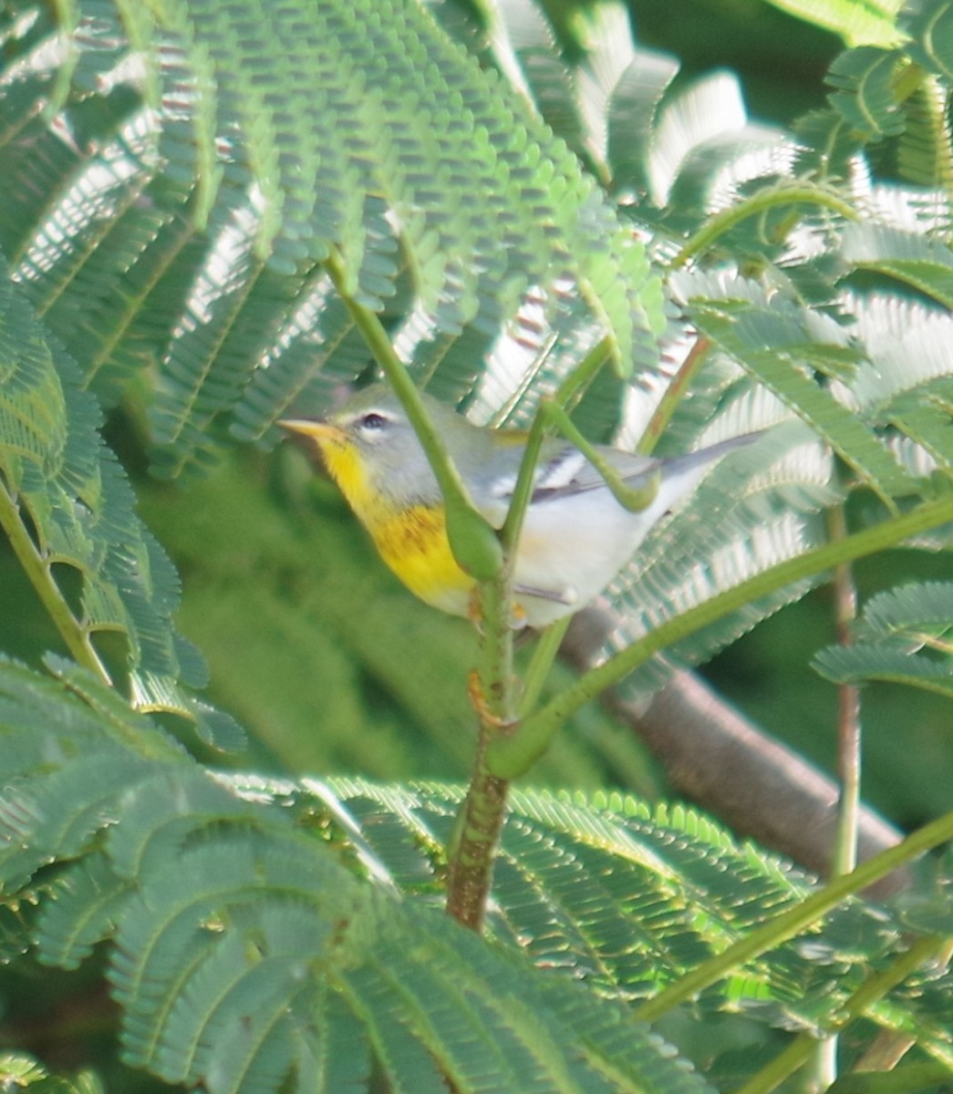 stryparula - ML645108084