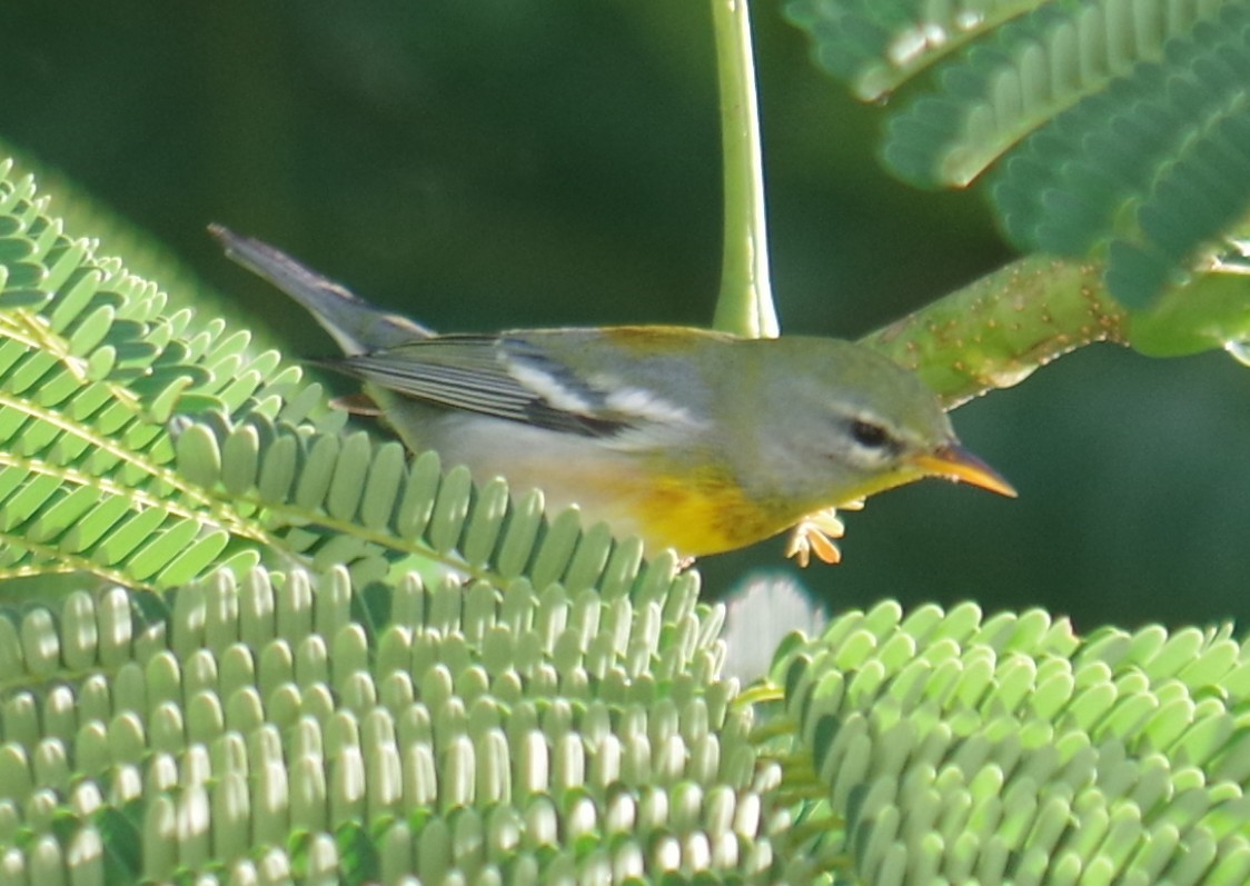 stryparula - ML645108085