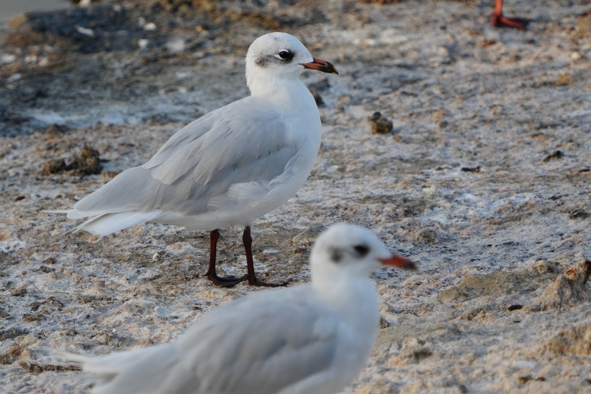 Mediterranean Gull - ML645108090