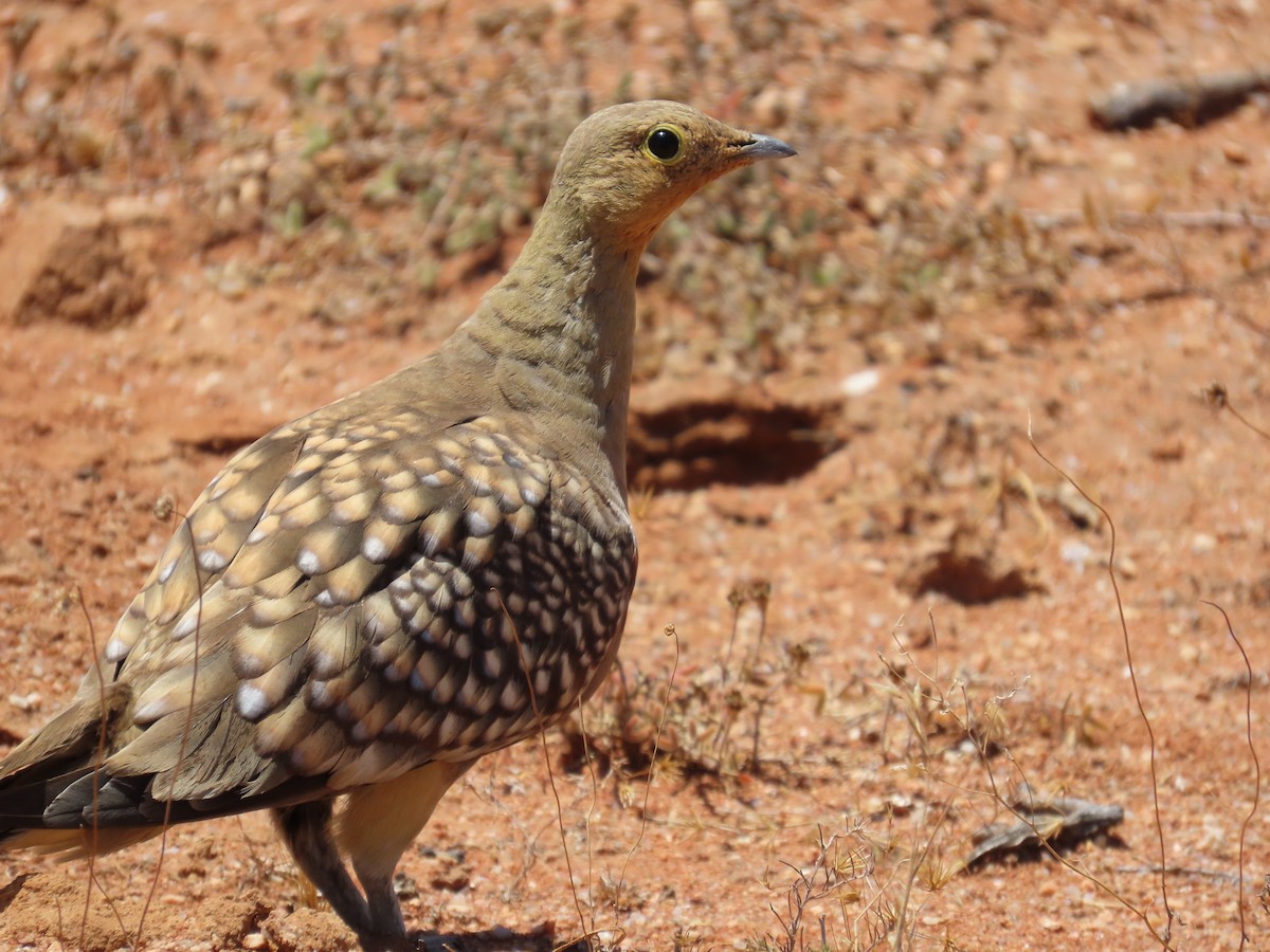 Namaqua Sandgrouse - ML645108093