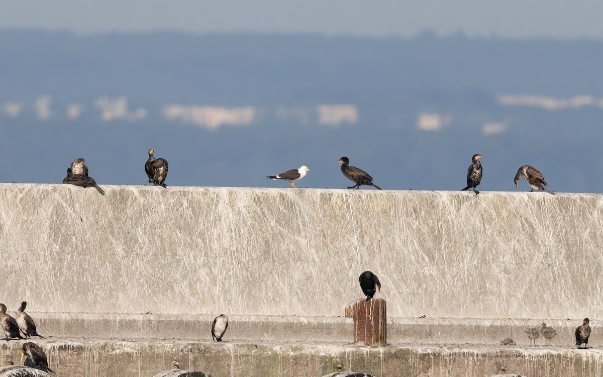 ニシセグロカモメ - ML645108098