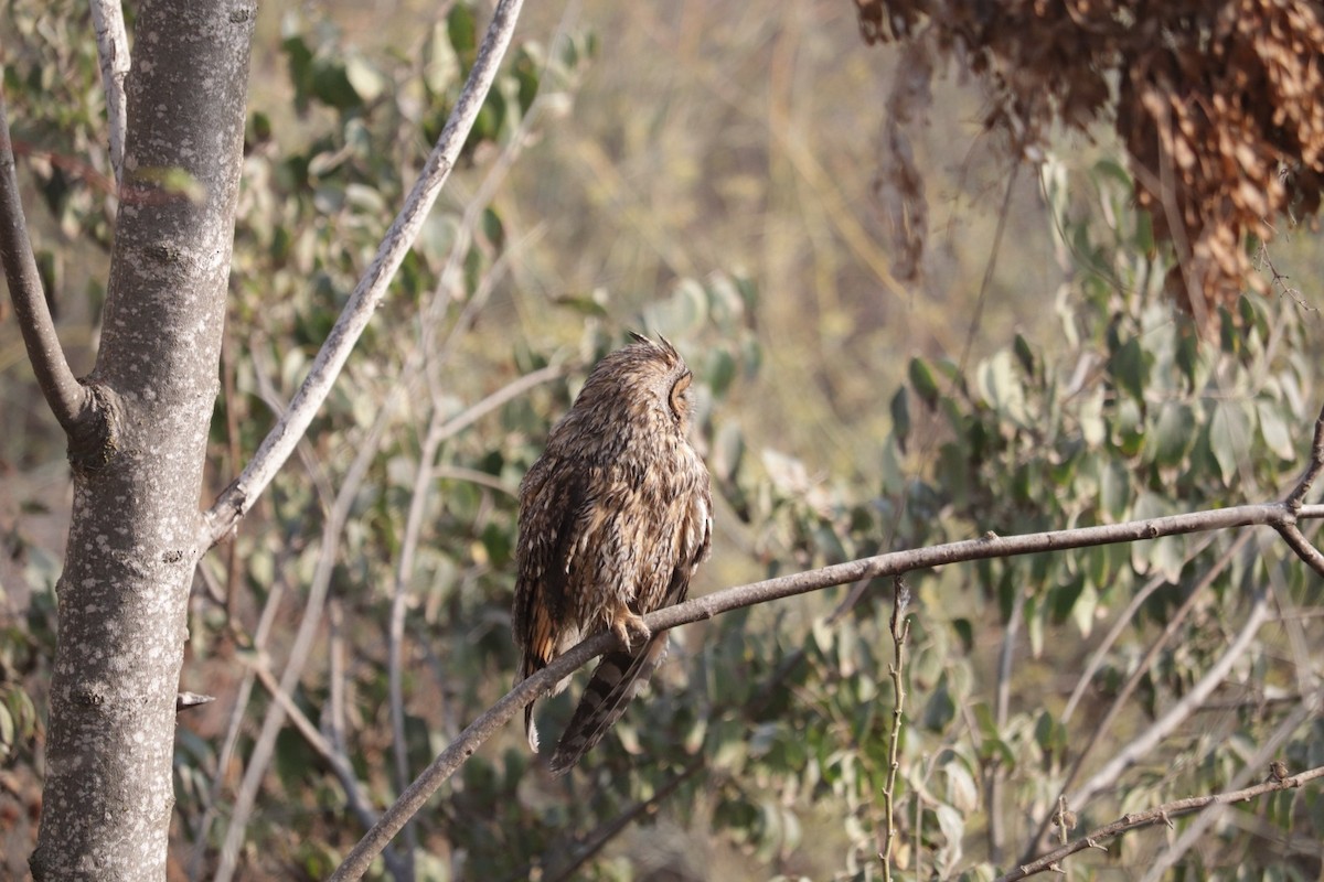 Long-eared Owl - ML645108104