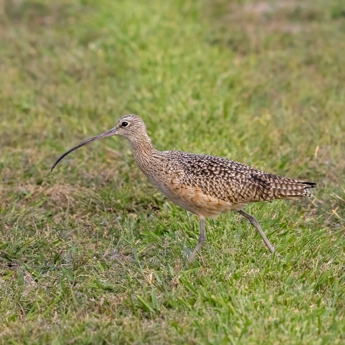 Long-billed Curlew - ML645108105