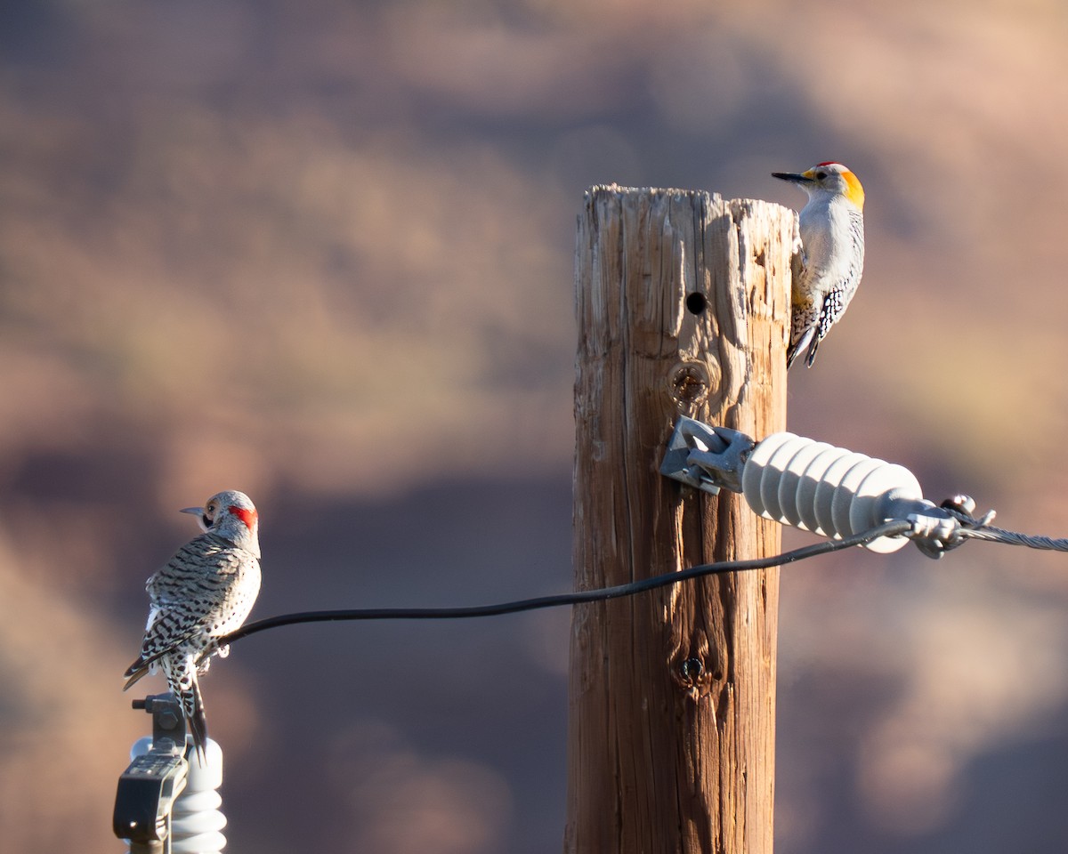 Northern Flicker (Yellow-shafted) - ML645108106