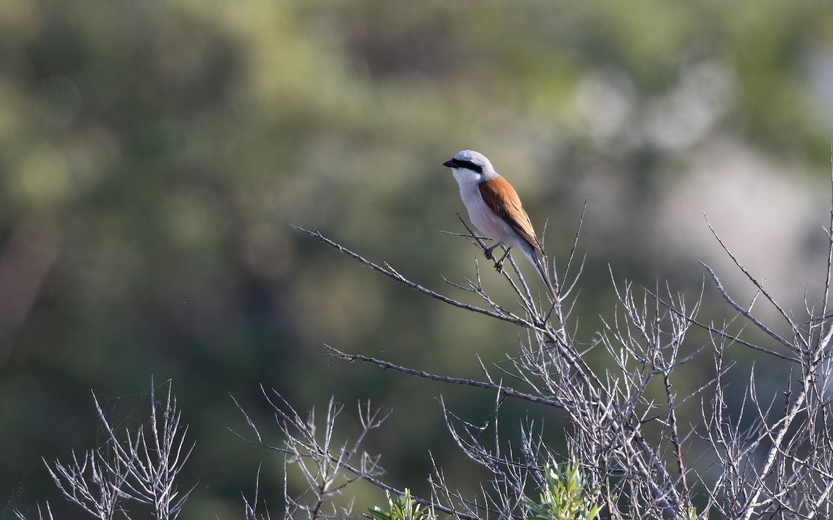 Red-backed Shrike - ML645108109
