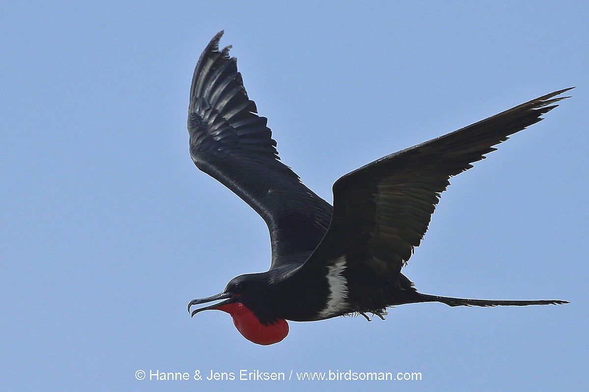 Lesser Frigatebird - ML64510811