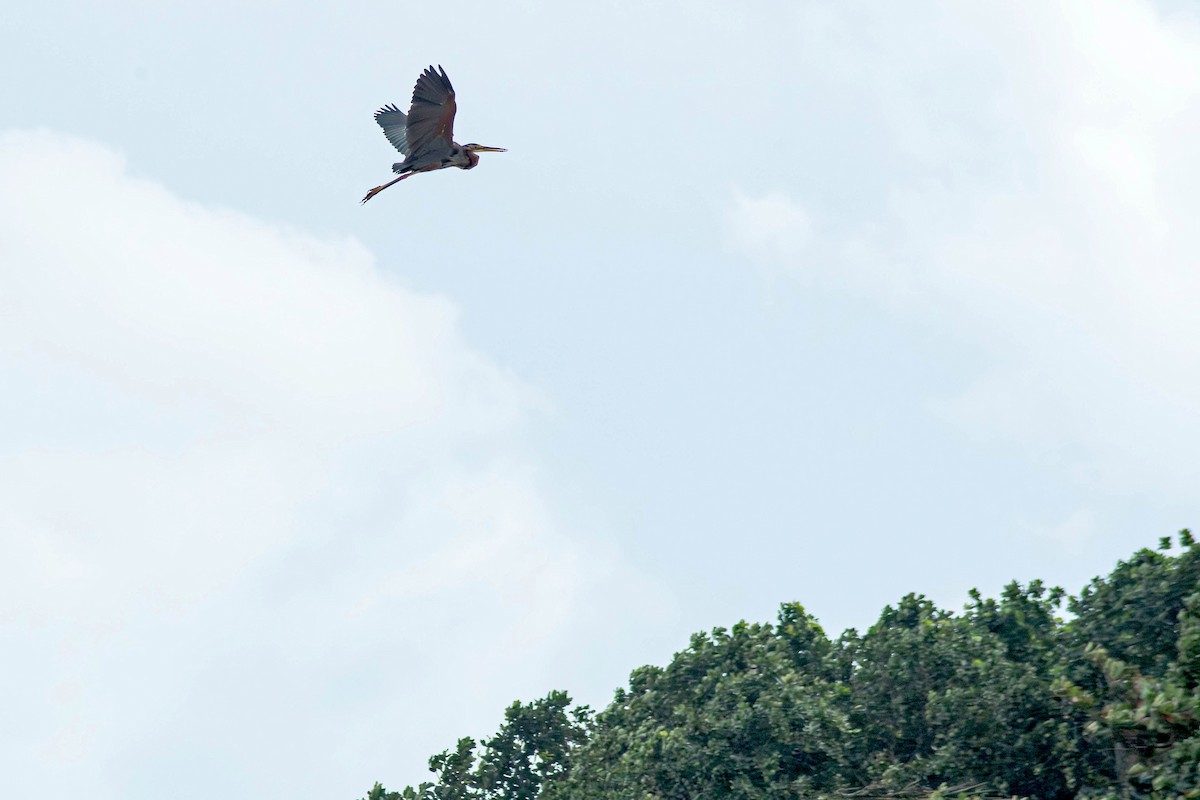 Purple Heron - ML645108111