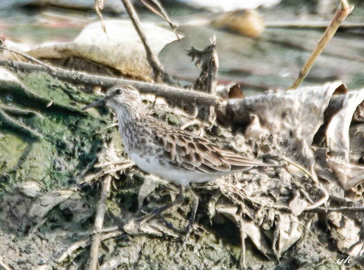 Long-toed Stint - ML645108112